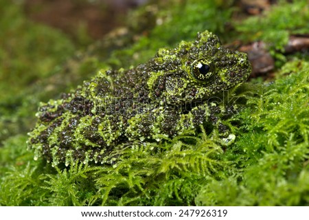 Vietnamese Mossy Frog camouflaged on mossy background/Mossy Frog/Mossy Frog (Theloderma Corticale) Royalty-Free Stock Photo #247926319