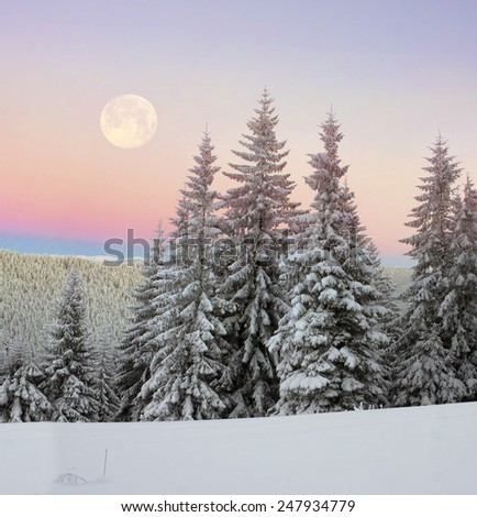 Ukrainian Carpathians snowy forest in the afternoon, and at sunrise and sunset is beautiful and attractive. Slender fir and lush beech shackled by frost and rime, the sun's rays create beauty