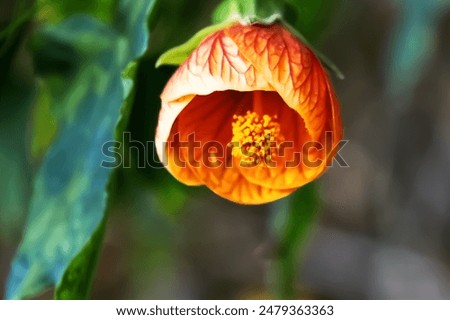 Poppy flower in the garden, selective focus