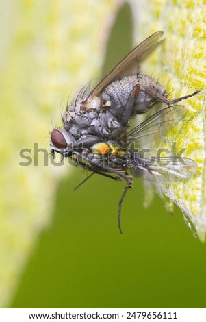 Macro shot of Adia cinerella fly with prey long-legged fly