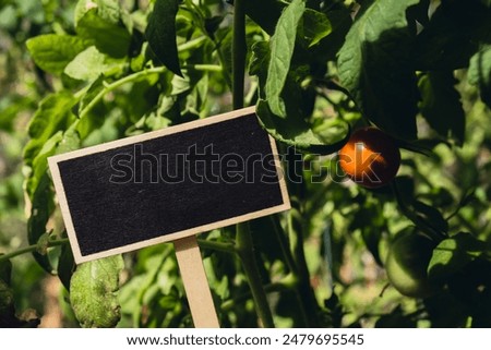 Blank Black billboard against green field garden fresh cherry tomato. Empty mockup template Blackboard label at farm land. Copy space banner for your text. Agricultural landscape