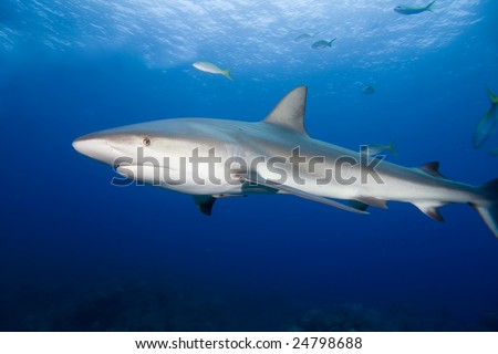 Shark in blue water