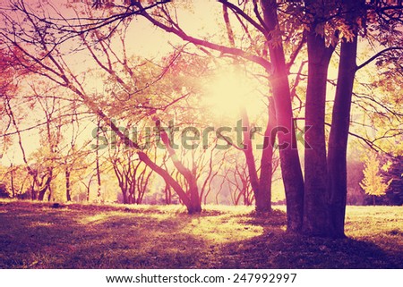 Beautiful park tree/Summer sunset park landscape background