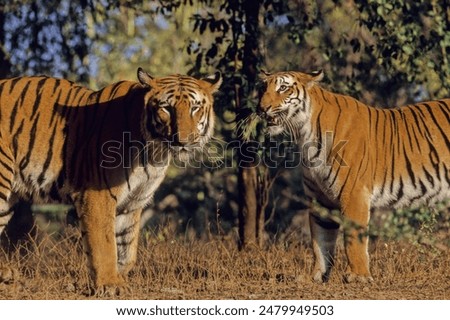 The Bengal tiger is a population of the Panthera tigris tigris subspecies and the nominate tiger subspecies.It ranks among the biggest wild cats alive today. It is considered to belong to th