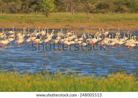 Flamingo Wonder - African Wild Bird Background - Tranquility and Peace within Colorful Nature