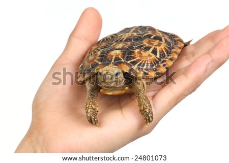 Isolated turtle in human hand