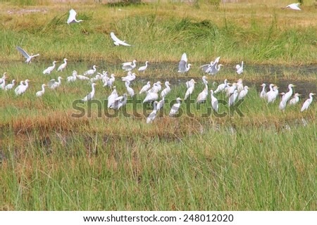 Cattle Egret - African Wild Bird Background - Pristine Colors within Nature