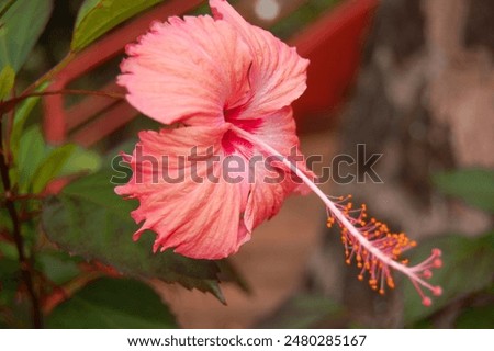 A closeup of beautiful orange color Hibiscus Flower in a green leave background
