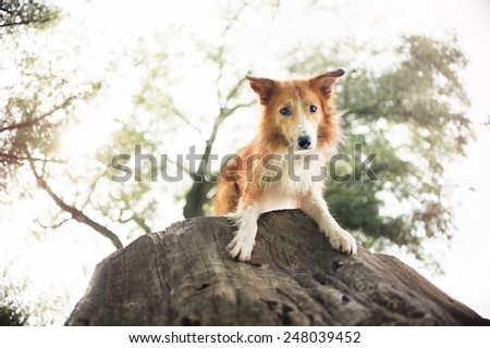 Red border collie dog lying on a log in summer