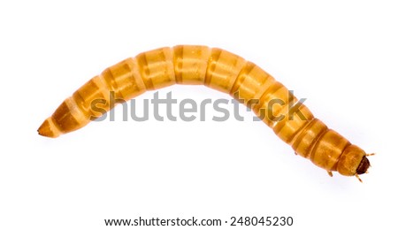 Mealworms are the larval form of the mealworm beetle, Tenebrio molitor, a species of darkling beetle.Mealworms are used for food for pets or as bait by fishermen. Mealworms are edible for humans. Royalty-Free Stock Photo #248045230
