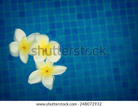 pile of  frangipani flowers floating on blue water  background, retro toned