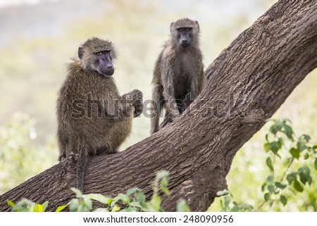 Baboon - Tarangire National Park - Wildlife Reserve in Tanzania, Africa