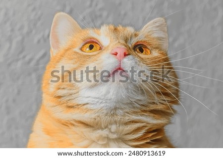 There is red cat in room. The close up view of red kitten sitting on blurred background. The cat is looking up. look