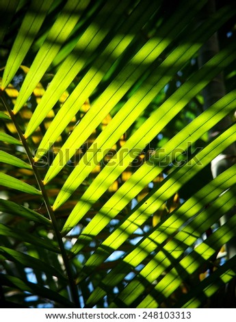 lively beautiful green palm tree leaves on a sunny day with blur leaves in depth of field and bright blue sky background