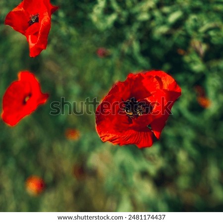 Beautiful nature photo, meadow with closeup, red plants, flowers, poppies, a bee collecting pollen from the flower, blurred bokeh green leaves background 