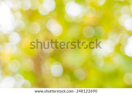 Sunny abstract green nature background, selective focus 
