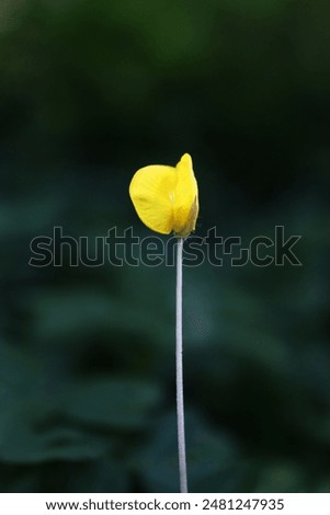 A yellow flower with a green stem. The flower is the only thing visible in the image. The flower is in the foreground and the background is dark. Macro close up shot.