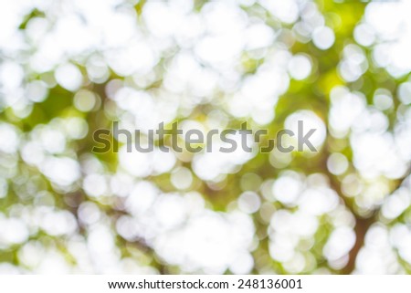 Sunny abstract green nature background, selective focus 