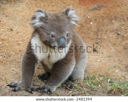 koala Royalty-Free Stock Photo #2481394