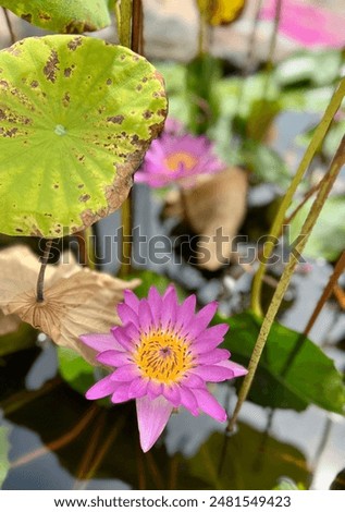 Purple water lilly in the pot