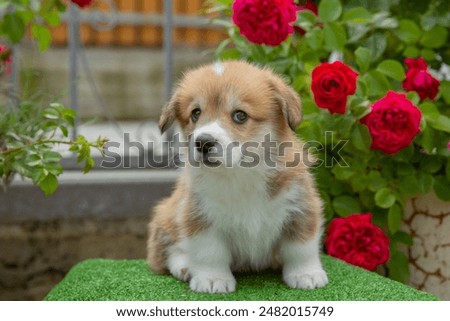 A cute Welsh corgi puppy sits near a bush of blooming roses on a walk in summer
