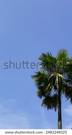 tropical palm tree isolated on a clear blue sky background with copy space for text. The palm tree is on the side right of the photo