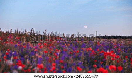 A glowing full moon rises in the twilight sky over on a rustic field with flowers. The concept of ecology. Gorgeous photo wallpaper. Natural image. Agricultural area of Ukraine. Beauty of the earth.