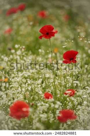 Cotswolds Gloucestershire  United Kingdom
Summer Poppies and meadow flowers