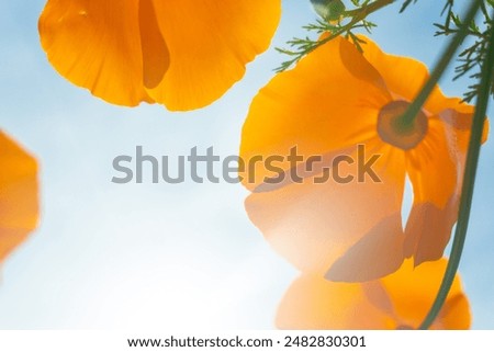 Orange poppy petals in bright sunny blue sky. Southern california poppies