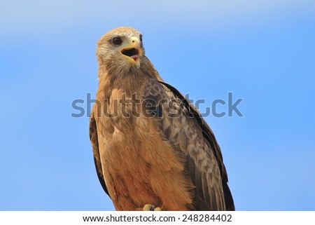 Yellow Billed Kite - African Wild Bird Background - Eagles with Posture