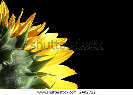 Sun Flower detail view from the back isolated over black background