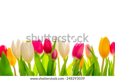 Tulips, isolated on white Royalty-Free Stock Photo #248293039