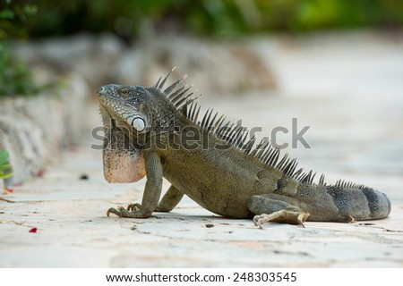 Green iguana on the sidewalk Royalty-Free Stock Photo #248303545