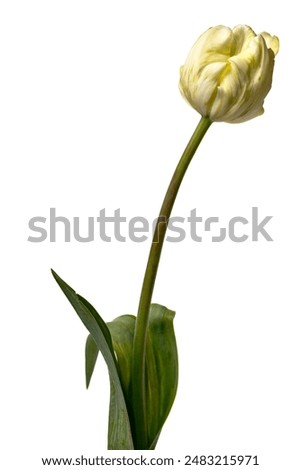 Single interesting tulip with shades of white, yellow and green, isolated on a white background.