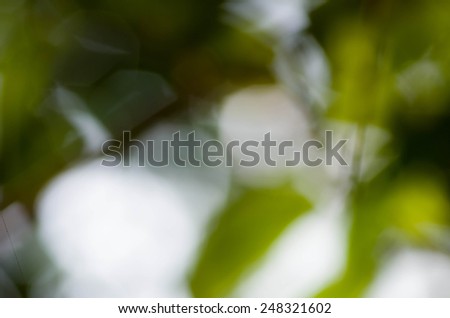 Green leaves background. Abstract green pictures.