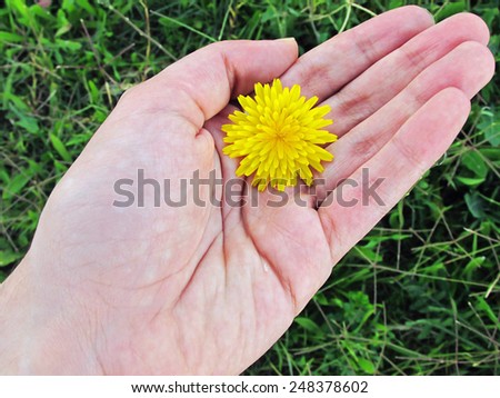 Hand holding a yellow dandelion in springtime.                            