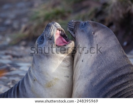 Young fur seals play on the beach in South Georgia