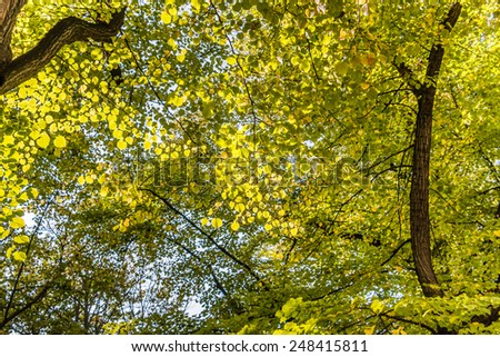 Poplar tree full of green leaves on a sunny day