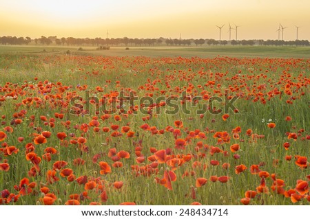 Wild poppies among grass and wild flowers