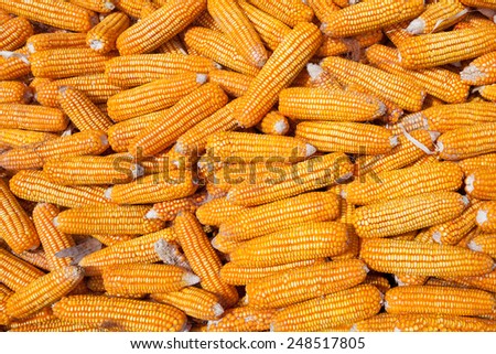 Dried corn background 