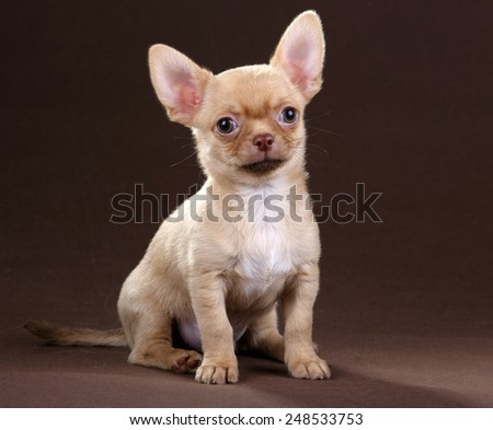 Chihuahua puppy sitting on a brown background