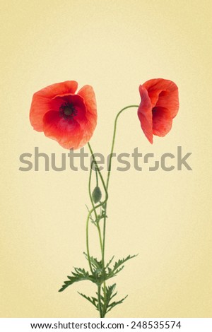 two red poppies isolated on white background. picture in retro style 