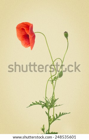 red poppies isolated on white background. picture in retro style 