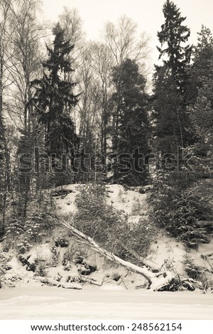 Snowy forest with birch felled by wind