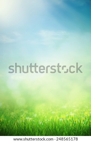 Spring field in sunlight and growing flowers