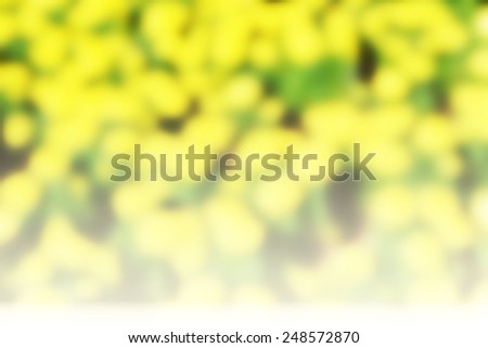 blurred marigold flower garden,yellow color