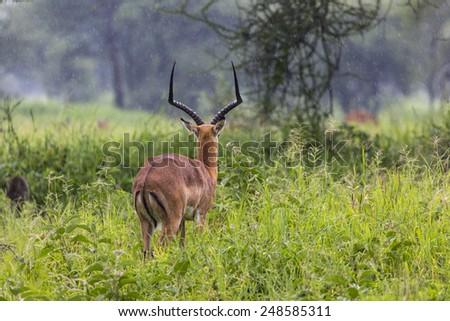 A portrait of a beautiful male impala ram.Tarangire National Park - Wildlife Reserve in Tanzania, Africa
