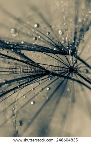 Abstract macro photo of plant seeds with water drops. Big dandelion seed 
