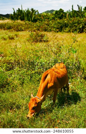 cow in field at summer day in Thailand