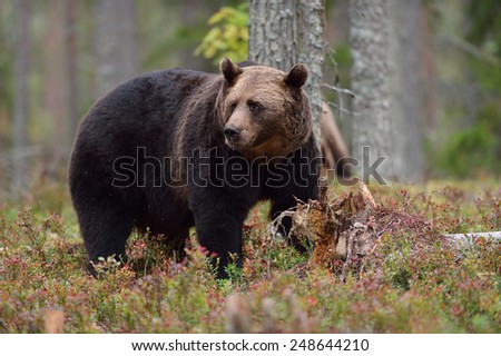 Male bear in forest, North Karelia, Finland
